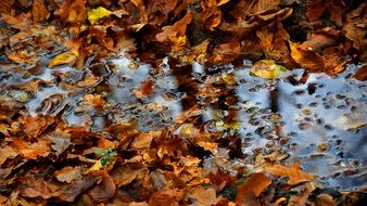 puddle among autumn foliage