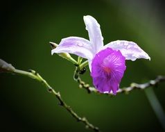 purple orchid bud on a blurred background