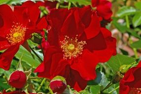 ground cover roses inside view