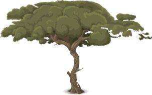 tree trunk nature drawing