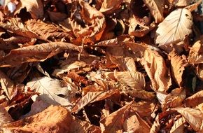 brown autumn foliage in bright sun close up