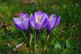 Three crocus buds