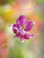 greeting card with purple columbine