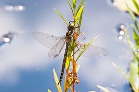 dragonfly on the lake on a sunny day