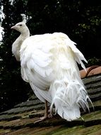 white peacock