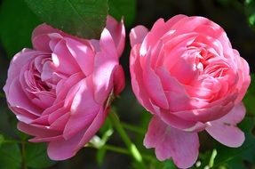 pink roses plant bloom macro