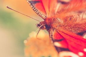 butterfly macro foto