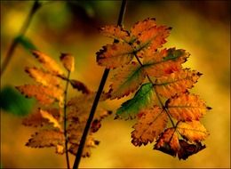 beautiful and delightful autumn colours