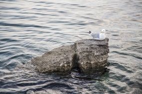 seagull on a rock in the sea water