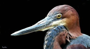 Heron with a long gray beak