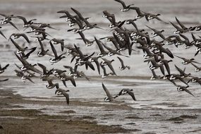 a flock of Pacific black Cossacks fly away