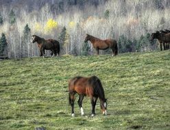 Picture of horses are grazing