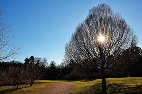 The sun in the branches of a tree