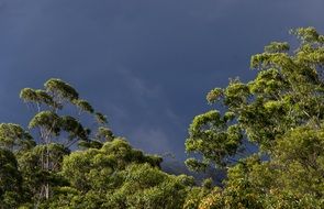 eucalyptus forest in Australia