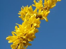 forsythia, twig with yellow blossoms at blue sky