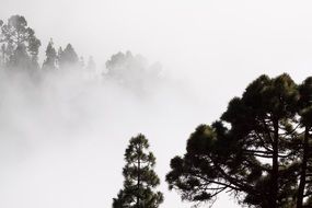 pine trees in mysterious fog