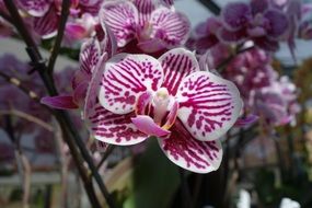 violet white orchid flowers