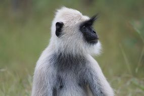picture of the monkey in the wildlife