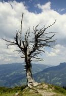 landscape of tree without leaves on mountain