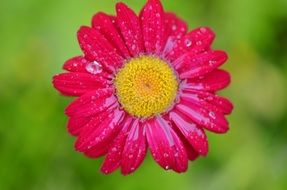 Bright pink daisy in droplets of water