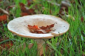 autumn foliage on funnel mushroom