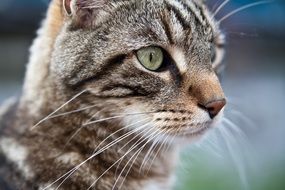 cat head with long whiskers