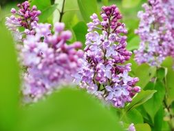 lilac colors blossom