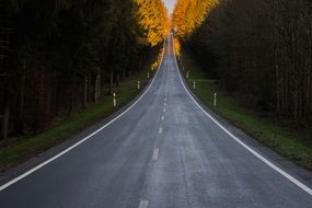 Landscape with the asphalt road near the forest