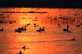 geese on the water at sunset