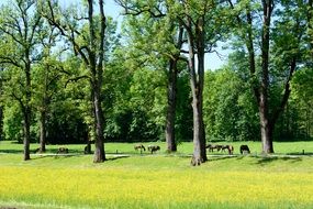 distant view of horses in the pasture among the trees on a sunny day