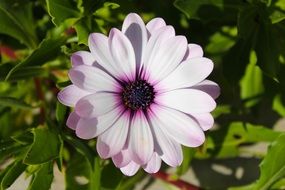 bright purple flower in nature