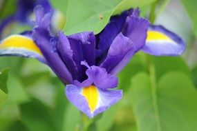 beautiful iris flower