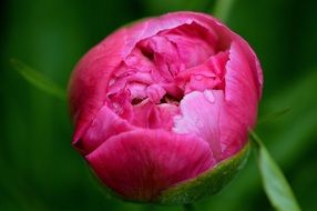 pink peony in big bud close up