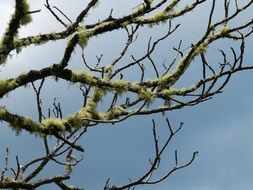 green lichen on a tree close up