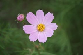 pale pink flower like a daisy