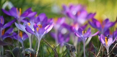 Violet crocus flowers blossom