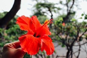 bright red hawaiian hibiscus in hand