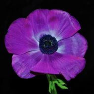 natural purple flower