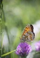 Butterfly on a purple flower in summer