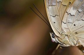 a photo Butterfly close up