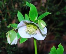 green christmas rose