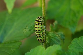 caterpillar chenille insect macro