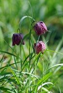 flower fritillaria guinea fowl in nature