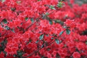 beautiful flowering shrub
