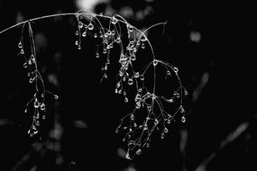 raindrops on a plant at night