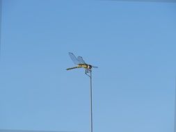 dragonfly on a background of clear sky