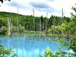 bare dry tree trunks in the pond