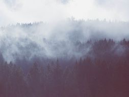 fog over black forest