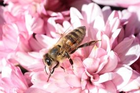 insect on a blooming flower