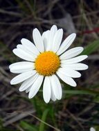 White daisy with a yellow core